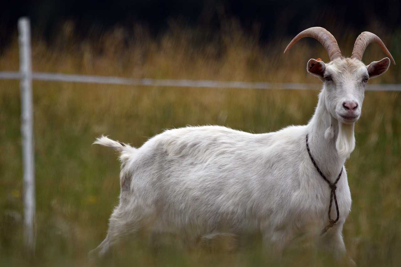 1mbps 속도 유튜브, 카카오톡 이용 불편 없을까?