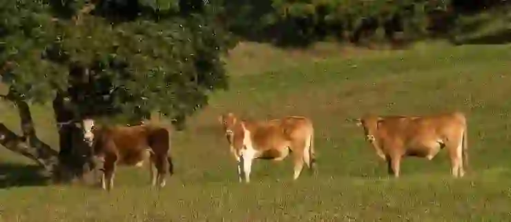 YouTube Kids 설치 및 설정 방법| 시간 제한과 비밀번호 설정으로 안전한 사용 | 자녀 보호, 앱 관리, 가족 기능