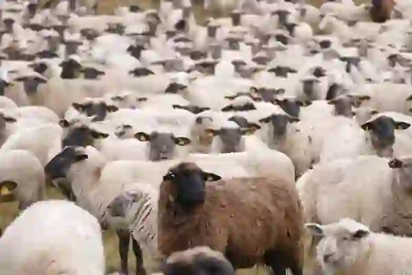 카카오뱅크 마이데이터 서비스 분석