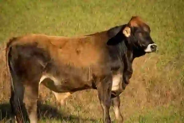 카카오뱅크 수익구조, 어떻게 돈 벌까?