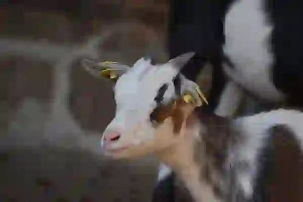 카카오뱅크 앱 잠금 설정법