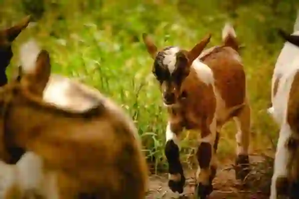 카카오뱅크 카드분실 시 대처법