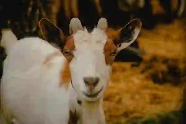 카카오뱅크로 이사자금 준비해보기