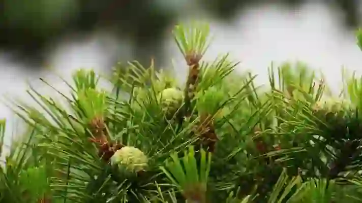 매일 새로운 풍경으로 바뀌는 빙월페이퍼의 매력 알아보기
