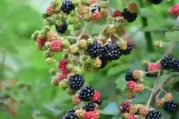 광명 스피돔, 광남중학교 근처 짱구분식 옛날김밥, 가성비떡볶이 좋아