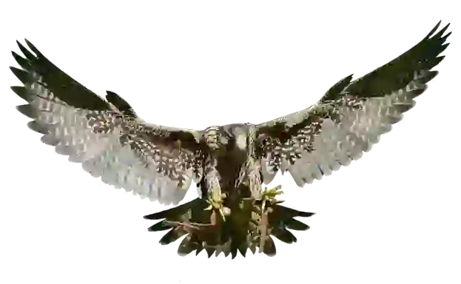 기흉 증상 종류, 원인, 그리고 군 면제 기준까지! 꼼꼼하게 파악하기