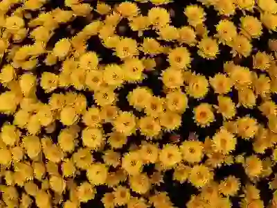 GOAT BC 바로카드 완전 분석: 해외 결제 꿀팁과 페이백 혜택 완벽 가이드