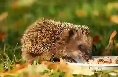 왼쪽 귀 간지러움 완벽 정리: 원인과 해결 방법 3가지