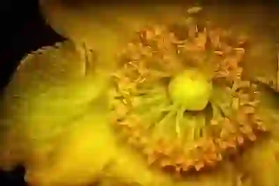 엔카 직영몰, 정말 괜찮을까? 꼼꼼하게 파헤쳐보기!