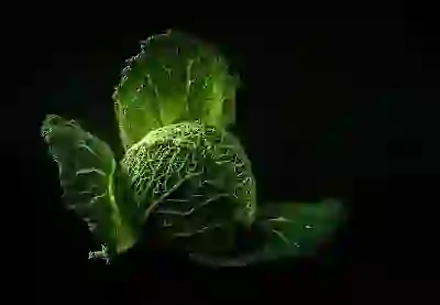 디올 라피아 햇바캉스 모자로 완성하는 눈부신 여름 스타일: 햇살 아래 빛나는 당신