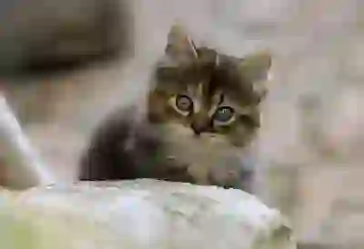 게임 업계의 희망과 불안: 4대 게임주 주가 분석 및 전망