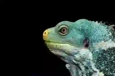 임현주 아나운서 노브라 챌린지 논란, 라디오스타 출연! 팩트 체크