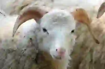 잇몸 건강, 헐거워지는 잇몸! 원인과 예방법: 튼튼한 치아를 위한 핵심 정보