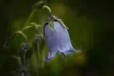 마이뱅크 vs 카카오페이 vs 삼성화재 여행자보험 비교 분석 및 추천