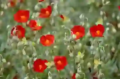 국민연금 수령나이 및 예상수령액 완벽 정리: aoiwoo7.com 90과 함께!