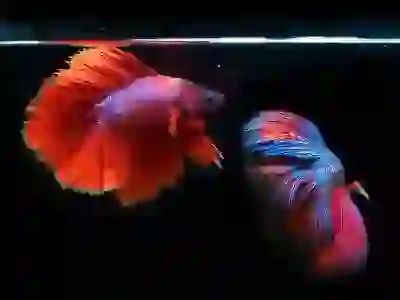 운세 살펴보자: 사수, 염소, 물병, 물고기자리의 행운 가득한 한 주