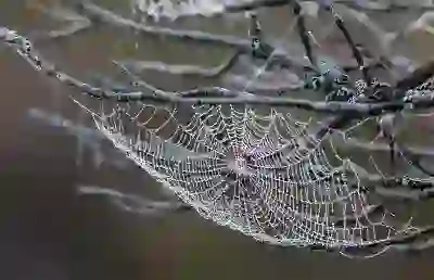 엔카 직영몰의 장단점 살펴보기