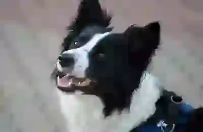 전세담보대출 금리와 한도 자세히 알아보자