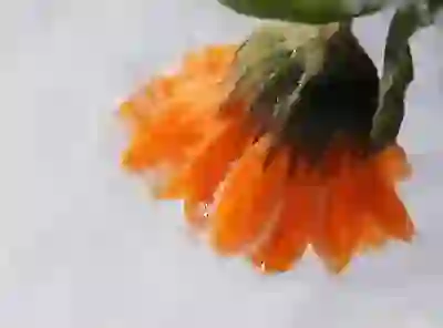 정원과 텃밭 잡초 완벽 제거를 위한 5가지 방법 알아보자