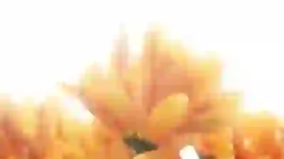 치아 교정 비용 절약을 위한 5가지 꿀팁 알아보자