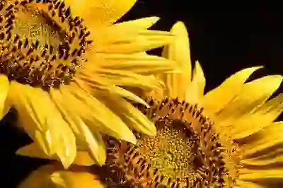 코셈 공모주 청약 성공을 위한 필수 전략 알아보자