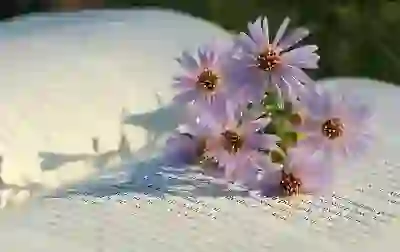 토마토의 라이코펜 효능 5가지 알아보자