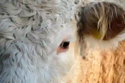 도비 밭직불금 완벽 가이드 알아보자