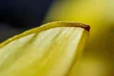 간 건강을 되찾는 숨겨진 식품 4가지 알아보자