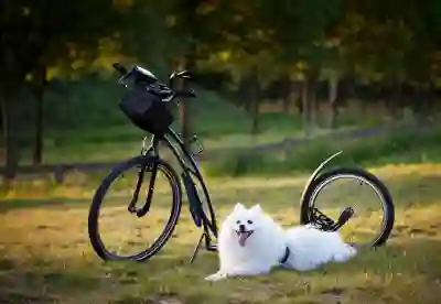 반려견과 함께하는 숨겨진 보석 3곳 추천