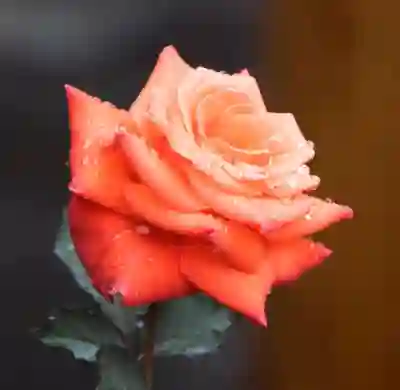 비스포크 신주쿠 호텔에서 완벽한 숙박 경험을 누리는 5가지 팁