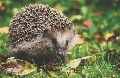 손가락 마디 부음 원인과 효과적인 관리법 알아보자