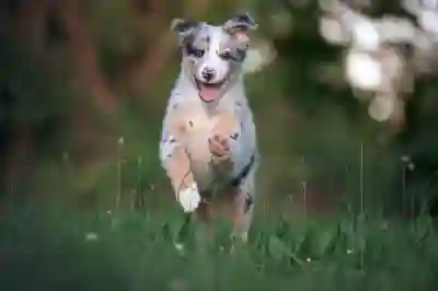 호주 워킹홀리데이를 위한 군 경력 인정 방법 살펴보기