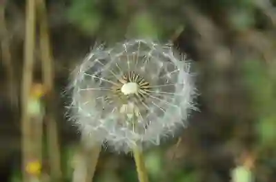 일일초 키우기 완벽 가이드 알아보자